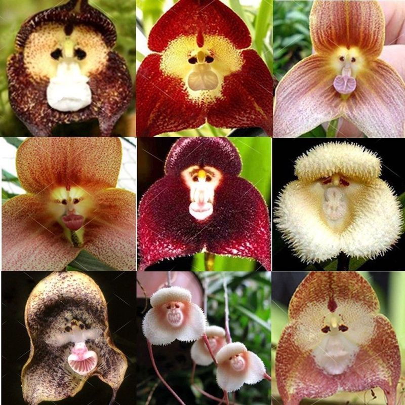 10 Rare Monkey  Face  Orchid  Seeds Dracula  Cute Simia  Flower 